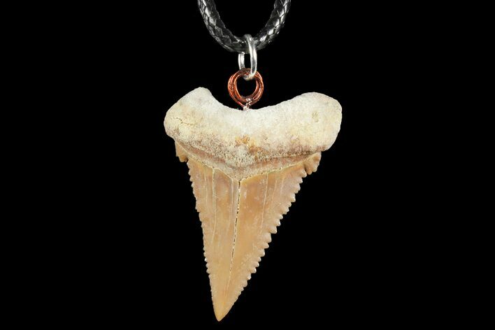 Fossil Shark (Palaeocarcharodon) Tooth Necklace -Morocco #110225
